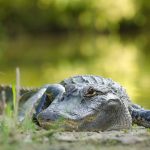 Stock photos of nature on campus. Alligators at Lake Alice.